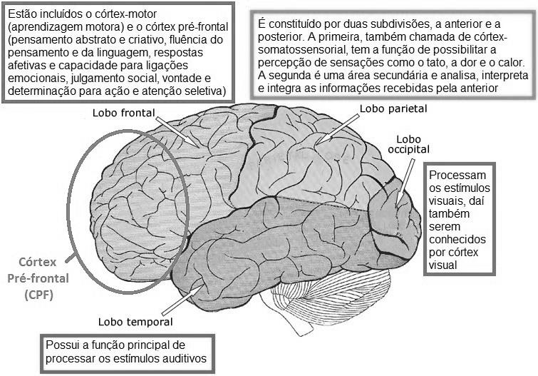 Representação dos lobos
        cerebrais